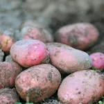 koi-sortove-kartofi-sa-nay-vkusni-nishesteni-podhodyashti-za-varene.webp.webp