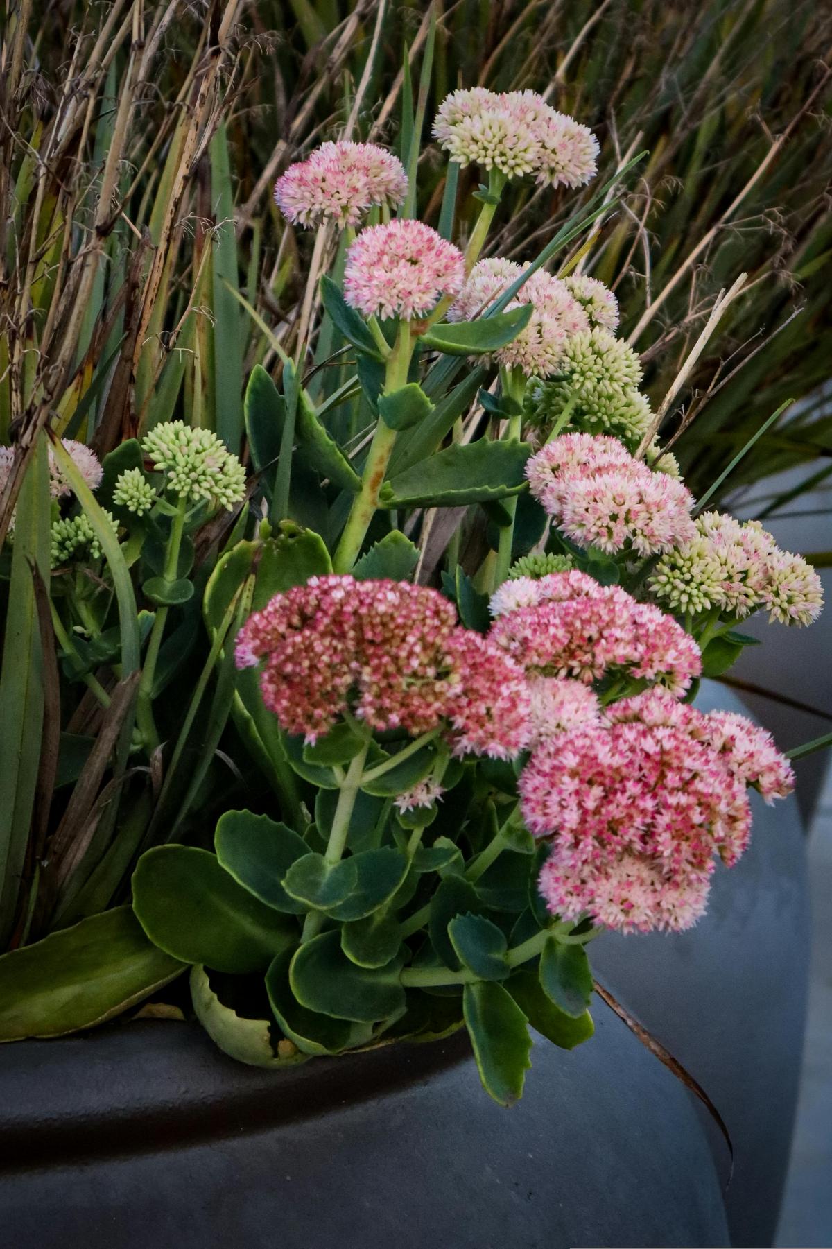 Какви цветя да засадим в гробището, за да цъфтят през цялото лято / снимка pexels.com