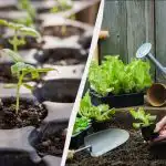 7 неща, които да правите в парцела през февруари: нещо, което всички градинари трябва да вземат под внимание 7 неща, които да правите в парцела през февруари: нещо,