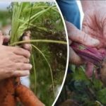 Благоприятни дни: кога да копаем моркови и цвекло според лунния