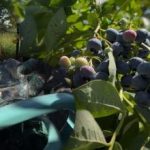 Боровинките издържат на всякакви студове: градинарят разкри основните тайни за