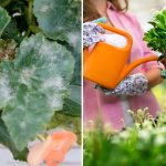 Бял налеп по листата: каква е опасността от брашнеста мана