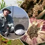 Чесънът ще расте като мая: как да подготвим лехите през