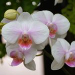 Да накарате орхидеята си да цъфне отново е по-лесно, отколкото си мислите: 5 доказани начина Да накарате орхидеята си да цъфне отново е по-лесно, отколкото