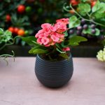 Добавям една капка в саксията и цветето расте като на маята: тайният метод на градинарите Добавям една капка в саксията и цветето расте като на