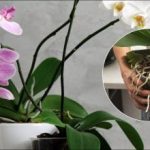 Едно действие и орхидеята ви ще цъфти месеци наред: доказан