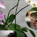 Едно действие и орхидеята ви ще цъфти месеци наред: доказан