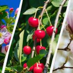 Градинари посочиха 8 дървета, които не трябва да се подрязват