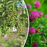 И не се нуждаете от прогноза за времето: кои растения