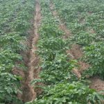 Как червеният пипер и сапуненият разтвор спасяват картофите от колорадския бръмбар без химикали: жилеща защита от семенната леха kak-cherveniyat-piper-i-sapuneniyat-raztvor-spasyavat-kartofite-ot-koloradskiya.jpg