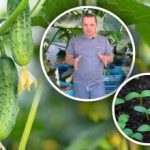 Как да изчислим датата на сеитба на краставици за разсад: