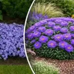 Как да отглеждаме цветя там, където нищо не расте: експертни съвети Как да отглеждаме цветя там, където нищо не расте: експертни