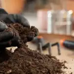 Как да подобрим закупената почва за разсад: какво да добавим - и това не е перлит kak-da-podobrim-zakupenata-pochva-za-razsad-kakvo-da-dobavim.webp.webp