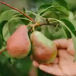 Как да подрежем правилно крушово дърво, за да получим огромна