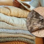 Как да се отървете от молците в шкафовете: само едно растение може да ви помогне да забравите за вредителите Как да се отървете от молците в шкафовете: само едно