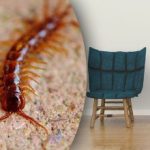 Как да спрете стоножките да превземат дома ви: можете да