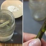 Какво да добавите към водата, за да не изгният резниците и да покълнат: прост домашен метод Какво да добавите към водата, за да не изгният резниците