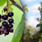 Какво да правим с храстите касис рано напролет: грижи за