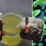 Кълновете ще се уголемят пред очите ви: градинарка разкри тайната