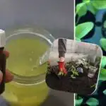 Кълновете ще се уголемят пред очите ви: градинарка разкри тайната