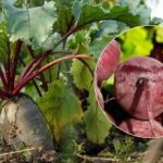 Кога да прибираме цвеклото през 2025 г.: посочени са два