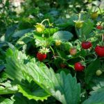 Колко години живеят ягодите в градината: кога е време да подновите насаждението си? kolko-godini-zhiveyat-yagodite-v-gradinata-koga-e-vreme-da.jpg