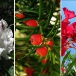 Красиви, но смъртоносно отровни: кои растения е по-добре да не засаждате на мястото Красиви, но смъртоносно отровни: кои растения е по-добре да не