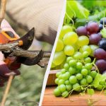 Мъдрите градинари вече започват да подрязват гроздето: ще се събират