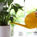 Мирната лилия ще спре да жълтее и ще се съживи