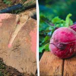 Най-добри и най-лоши "съседи" за цвеклото: какво може и какво