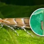 Ново нашествие на вредители в Украйна: 80% от културите са