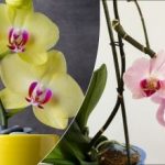 Орхидея с отпаднали цветя: какво да правим след това и как да я накараме да цъфне отново Орхидея с отпаднали цветя: какво да правим след това и