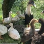 Пекински, мускатски или мулардски: плюсове и минуси на популярните породи