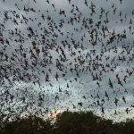 Пещера на прилеп: Уганда регистрира механизъм за разпространение на опасен