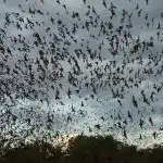 Пещера на прилеп: Уганда регистрира механизъм за разпространение на опасен