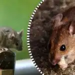 Плъховете и мишките ще се разпръснат и ще изчезнат завинаги,