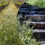 Плевелите ще изчезнат по-бързо: трик за поливане, за който знаят