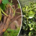 Подрязването не е достатъчно: как да се отървете от издънките