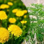 Портулака, житна трева, амброзия: как да се отървем завинаги от