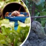 Просто действие през август: градинар споделя как да направи цвеклото