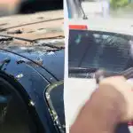 Птиците вече не се качват на автомобилите: ето какво трябва