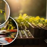 Ранна сеитба на разсад: експерт разкрива типичните грешки, за да не плащате два пъти Ранна сеитба на разсад: експерт разкрива типичните грешки, за да