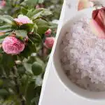 С това средство розите ще цъфтят както никога досега: Какво е английска сол? С това средство розите ще цъфтят както никога досега: Какво