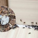 Сбогом, досадни вредители: как да се отървете от мравките веднъж