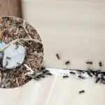 Сбогом, досадни вредители: как да се отървете от мравките веднъж завинаги Сбогом, досадни вредители: как да се отървете от мравките веднъж