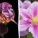 Смъртоносни за котките и опасни за хората: 5 цветя, които не трябва да засаждате в двора си Смъртоносни за котките и опасни за хората: 5 цветя, които