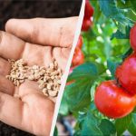 Там, където растат домати, не можете да засадите 7 култури: