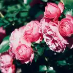 Тайната на добрия цъфтеж: експертите обясниха как да подрязваме розите в края на зимата Тайната на добрия цъфтеж: експертите обясниха как да подрязваме розите