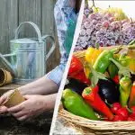 Това са единствените дни, в които трябва да засаждате разсад: