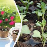 Три пъти повече реколта: как да осветяваме разсада с фитолампи Три пъти повече реколта: как да осветяваме разсада с фитолампи